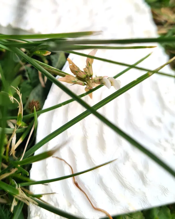 balance | kai balthasar wittig