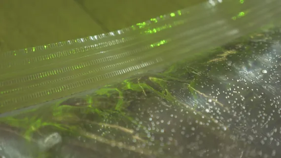 tridacten_star_404 kai balthasar wittig