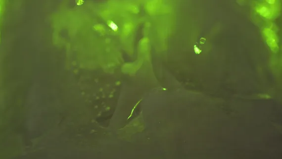 tridacten_star_404 kai balthasar wittig