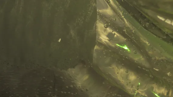 tridacten_star_404 kai balthasar wittig