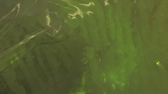 tridacten_star_404 kai balthasar wittig